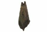 Partially Rooted Triceratops Tooth - Montana #94016-1